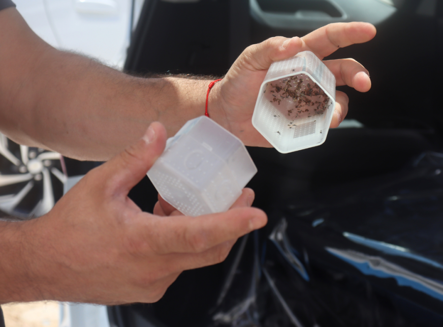 Natal inaugura biofábrica do Método Wolbachia e dá mais um passo no combate às arboviroses